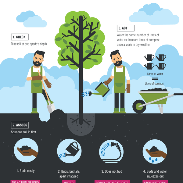 Does your tree need water