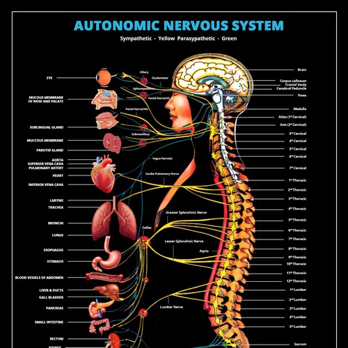 Bring our autonomic nervous system to life! | Poster contest