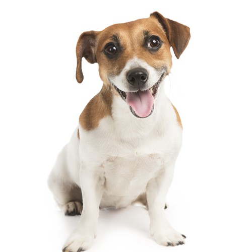 iStock_000023200582XLarge.jpg