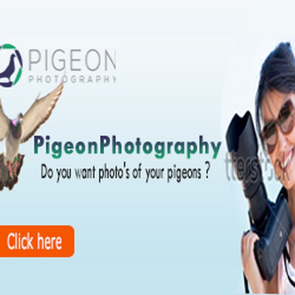 Banner-design for PigeonPhotography