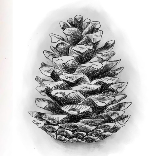 Pine Cone Tattoo Design Design by DesignBogdan