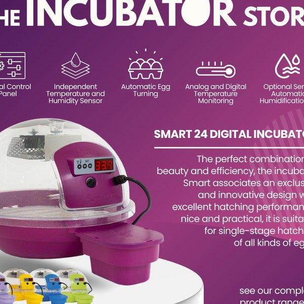 bold banner for italian egg hatcher 100% hatch warranty