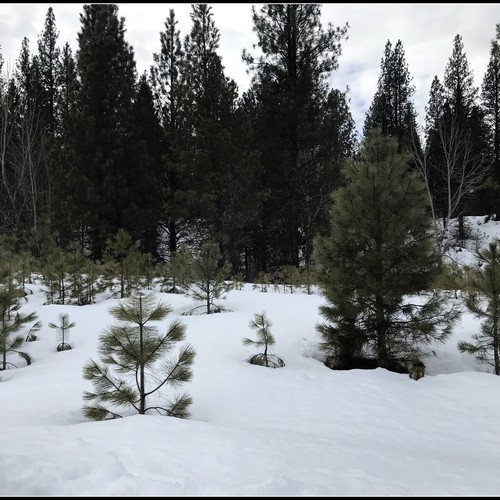Lots 9&10 Winter (1).jpg