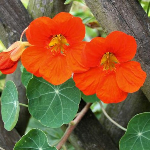 nasturtium-close.jpg