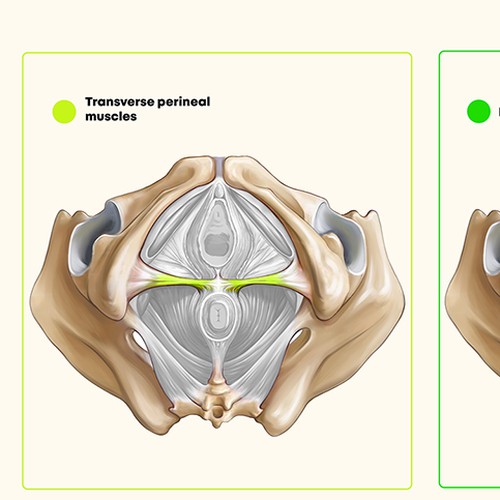 Looking For Drawings Of The Pelvic Floor Muscles That Are Simple